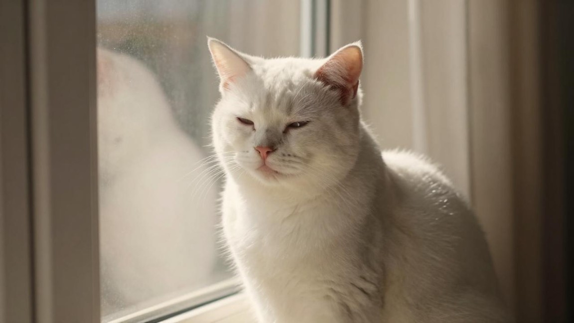 科尔特斯港港口介绍，科尔特斯港港口代码