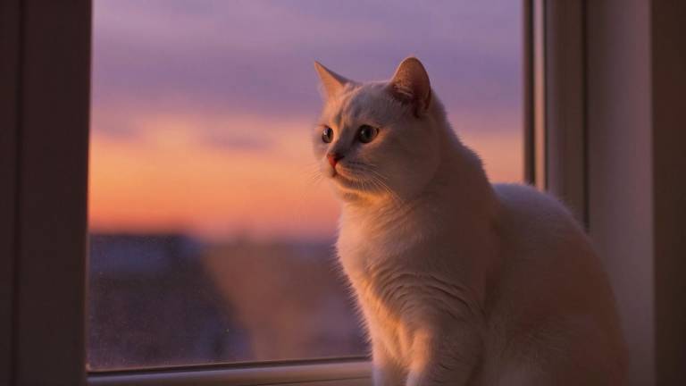 RO是哪个航空公司，罗马尼亚航空标志第一张图