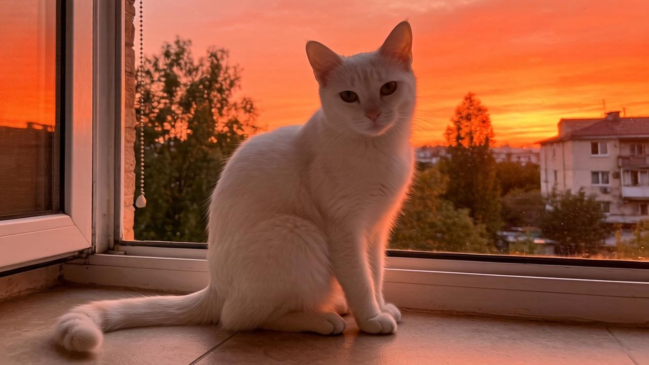 UO是哪个航空公司，香港快运航空标志第一张图